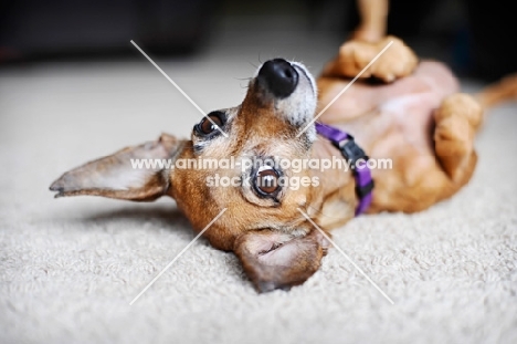 chihuahua mix upside down on carpet