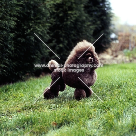 champion brown toy poodle in show trim, ch grayco hazelnut, best in show crufts 1982