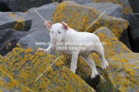 young Bull Terrier puppy walking on rocks