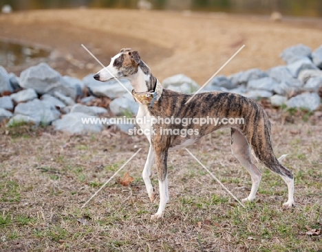 brindle and white Whippet, side view