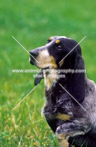 Luzerner Niederlaufhund (aka Small Lucerne Hound, Small Swiss Hound)
