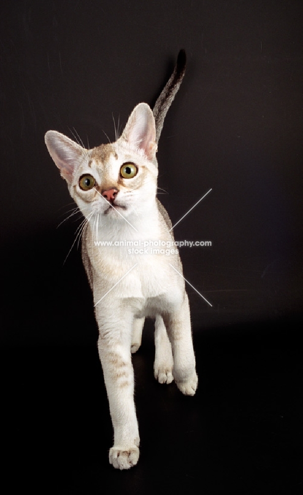 Singapura cat walking on dark background