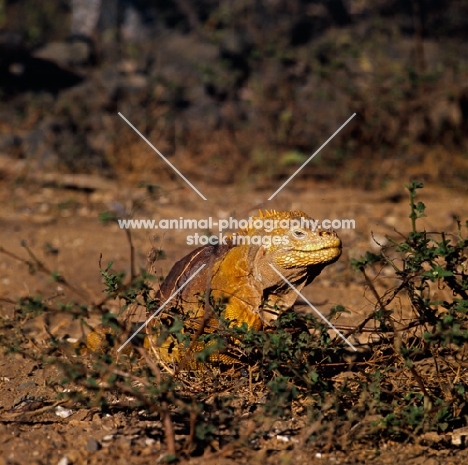 land iguana, santa cruz island, behind bush, galapagos islands