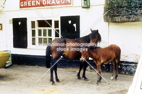 new forest mare and foal outside pub in the forest