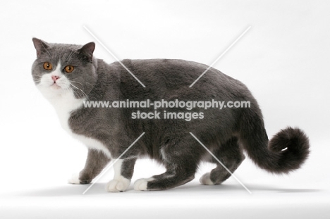 blue white British Shorthair on white background, standing