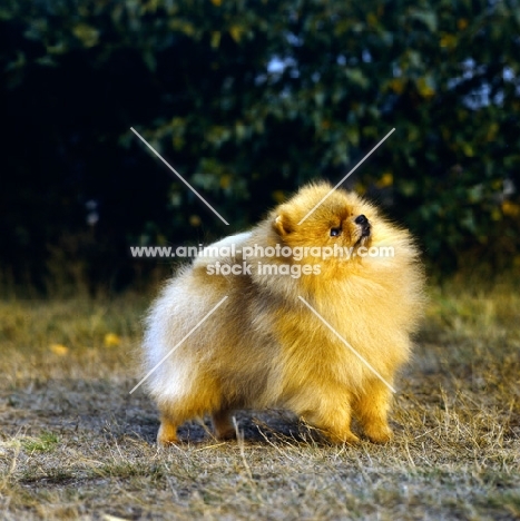 ch lireva's shooting star, (ziggy), pomeranian looking up