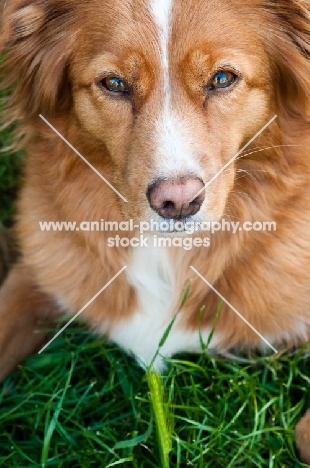 Nova Scotia Duck Tolling Retriever close up