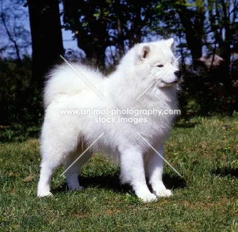 am. mex. ch northwind's rising star, samoyed in usa