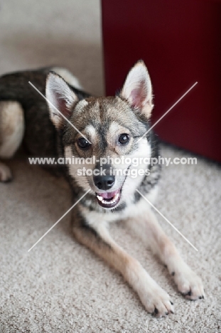 alaskan klee kai lying down with front paws out