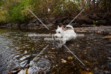 wheaten Scottish Terrier puppy wading in creek.