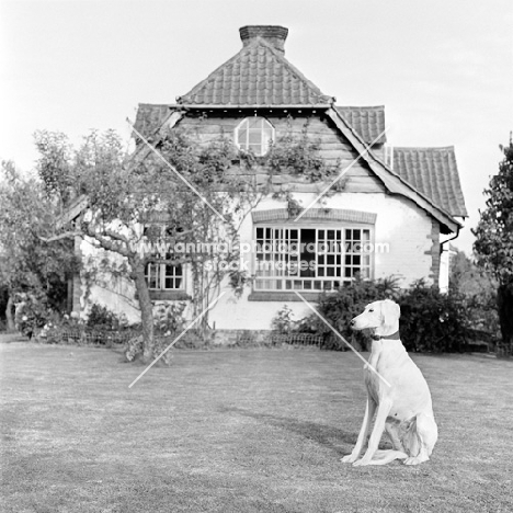 saluki sitting on lawn with house behind