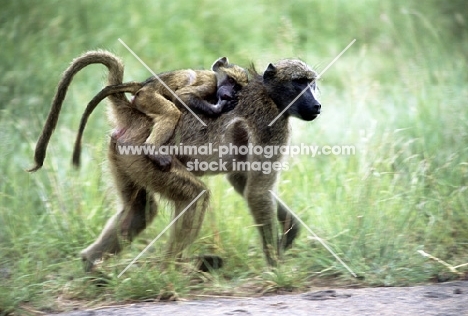 baboon carrying baby on her back