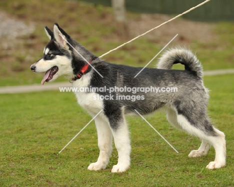 Alaskan Malamute puppy on lead