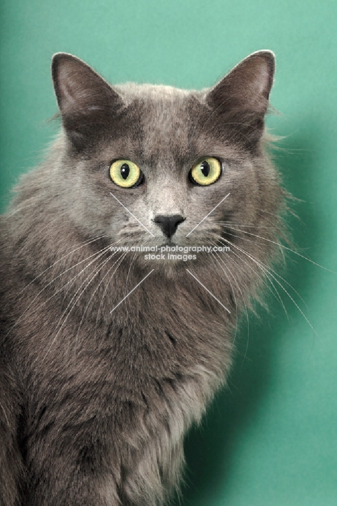 Nebelung portrait