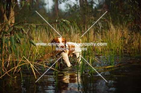Brittany spaniel retrieving from water