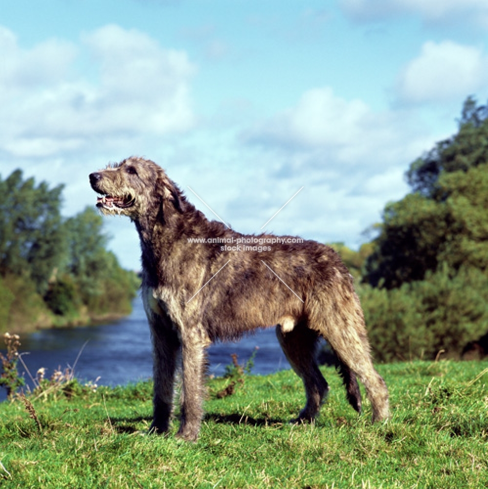 champion irish wolfhound from drakesleat