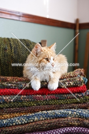 cat resting on blankets