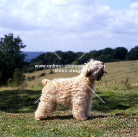soft coated wheaten terrier, ch clondaw jill from up the hill at stevelyn