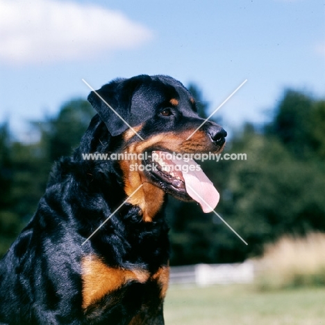 rottweiler panting head study