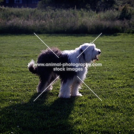 undocked old english sheepdog standing on grass in a field, backlit