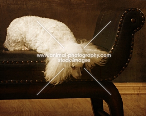 white Miniature Poodle lying on chaise longue