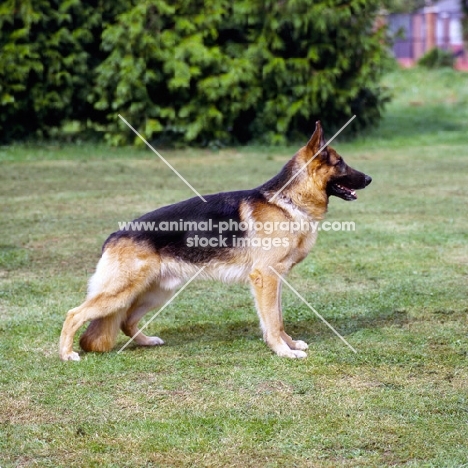 german shepherd dog standing in a field