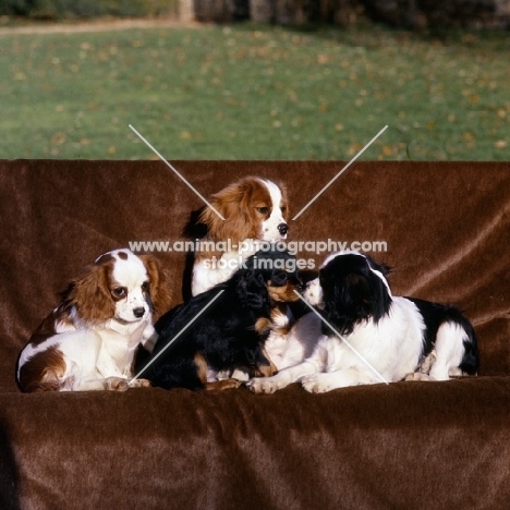 four cavalier king charles spaniel puppies of different ages