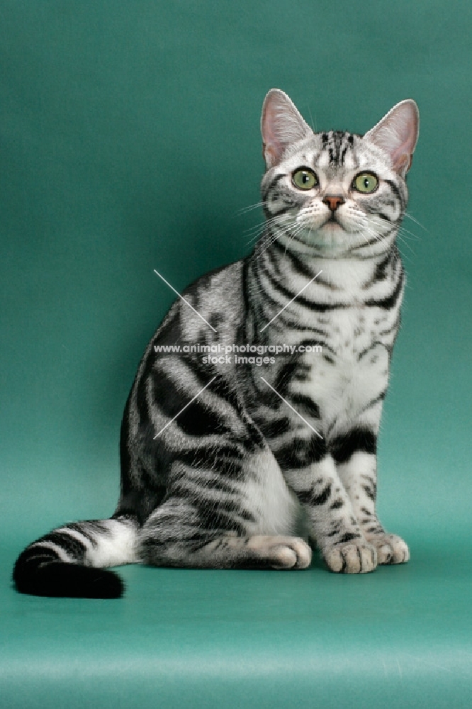 American Shorthair, sitting on green background