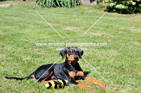 Deutscher Pinscher puppy with toy