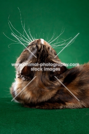 Maine Coon cat looking up on green background