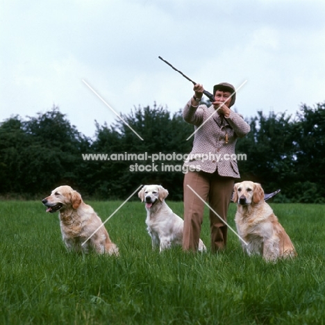 three golden retrievers waiting to pick up, joan gill with gun