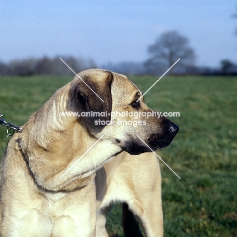 anatolian shepherd dog looking away