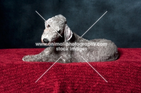 Bedlington Terrier lying down