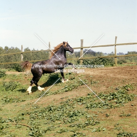 welsh cob (section d), powerful stallion with flowing tail patrolling his paddock