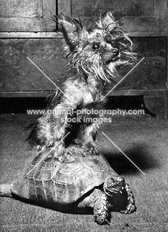 Yorkshire Terrier sitting on a tortoise