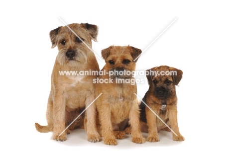 three Border Terriers at various ages