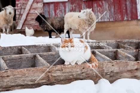 cat on farm