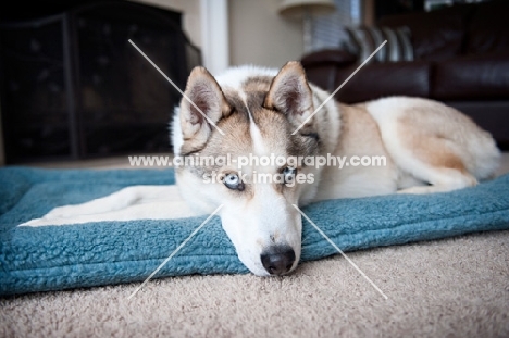 Husky lying on dog bed
