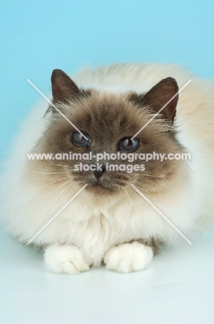 blue point Birman cat on pastel background