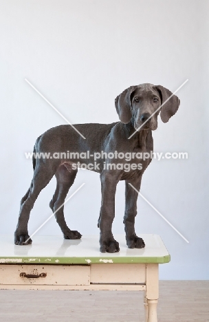 Great Dane puppy standing on kitchen table