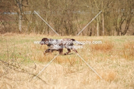 Small Munsterlander in field