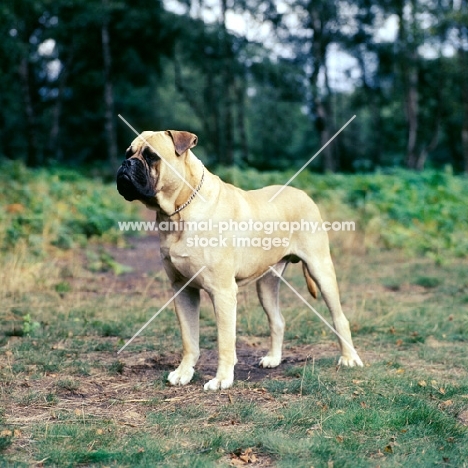 bullmastiff standing in a field