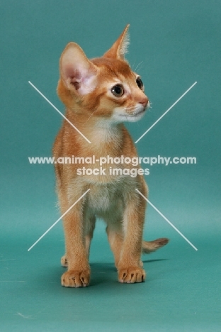 Sorrel (Red) Abyssinian kitten