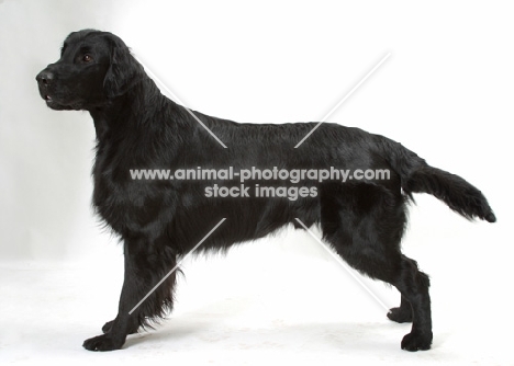 Australian champion flatcoat retriever on white background