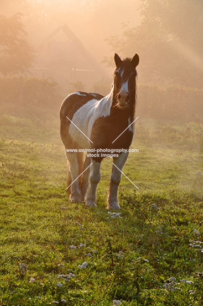 horse in sunrise