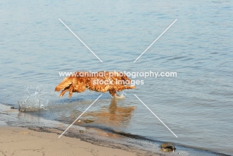 nova scotia duck tolling retriever jumping into water