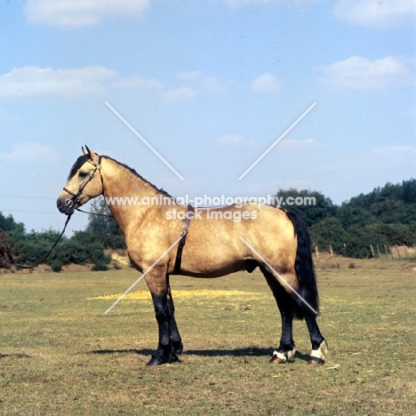  comet, welsh cob (section d) stallion