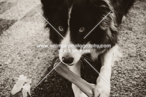 Border Collie with guilty expression, chewing a bone