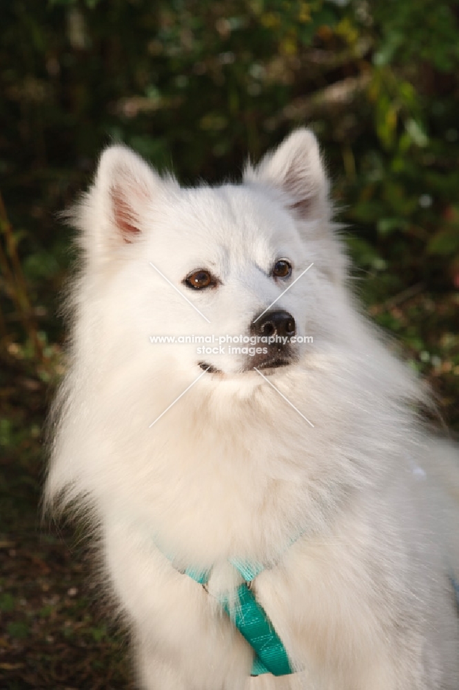 American Eskimo dog portrait