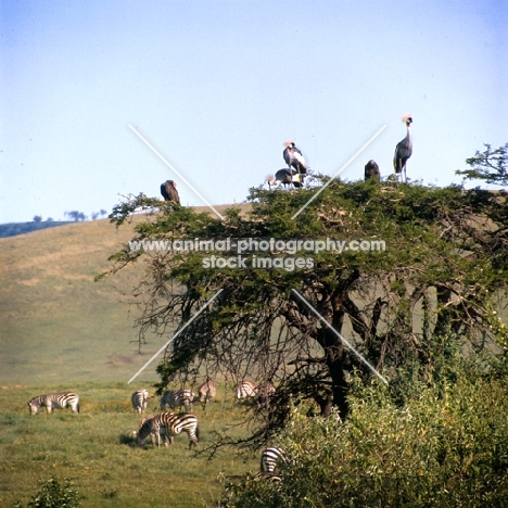 herd of zebra grazing